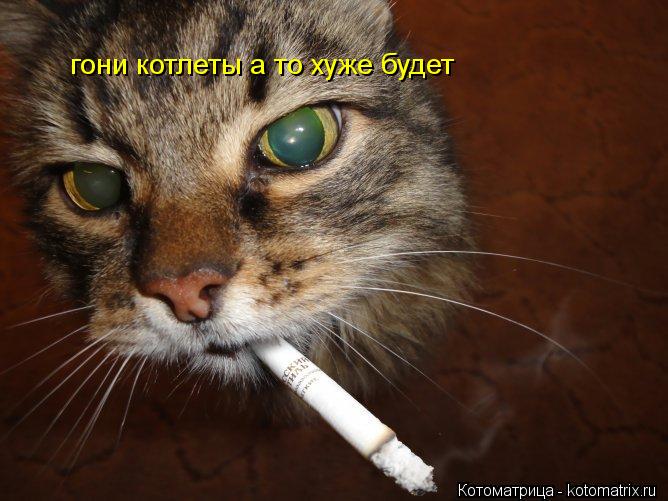 Котоматрица: гони котлеты а то хуже будет