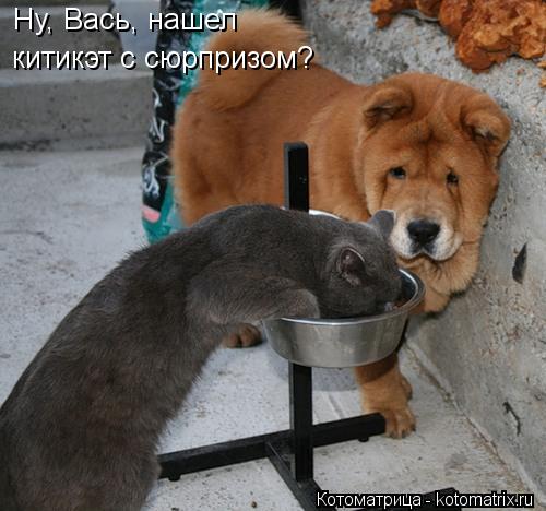 Ну, Вась, нашел китикэт с сюрпризом?... Котоматрица: Ну, Вась, нашел китикэт с сюрпризом?