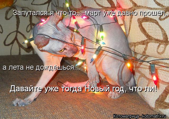 Запутался я что-то... март уже давно прошёл, а лета не дождёшься... Давайте уже тогда Новый год, чт... Котоматрица: Запутался я что-то... март уже давно прошёл, а лета не дождёшься... Давайте уже тогда Новый год, что ли!