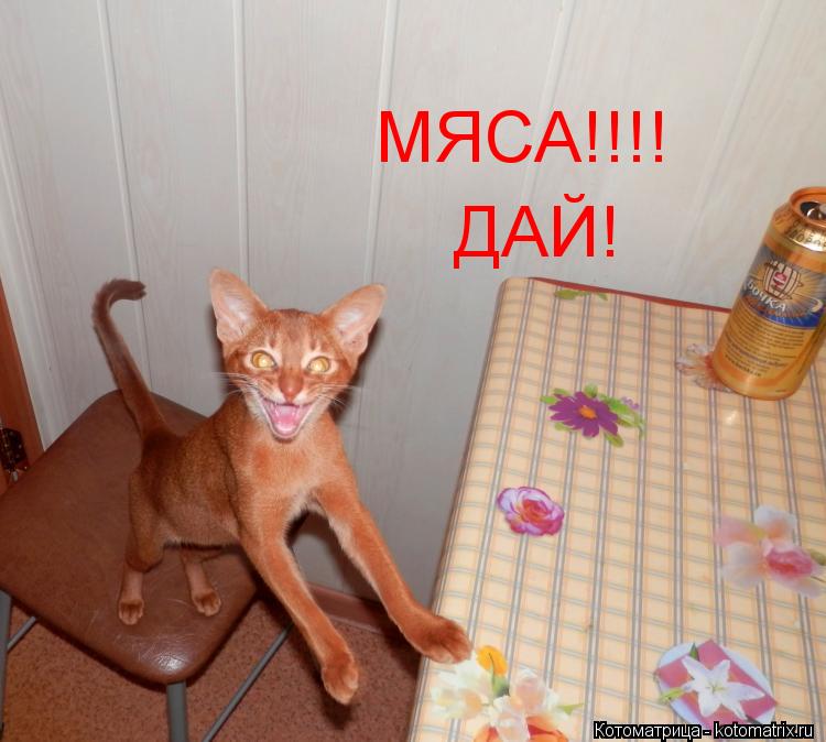 МЯСА!!!! ДАЙ!... Котоматрица: МЯСА!!!! ДАЙ!