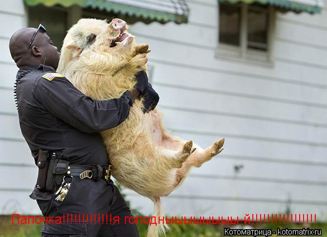 Папочка!!!!!!!!!!!!!я голодныыыыыыыы-й!!!!!!!!!!!!!!!!!... Котоматрица: Папочка!!!!!!!!!!!!!я голодныыыыыыыы-й!!!!!!!!!!!!!!!!!