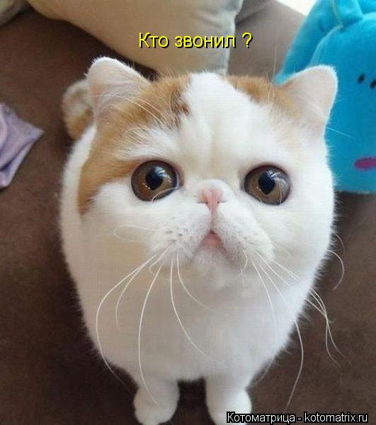 Кто звонил ?... Котоматрица: Кто звонил ?