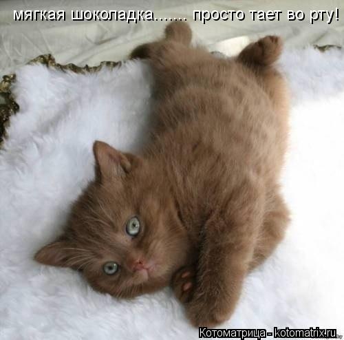 мягкая шоколадка....... просто тает во рту!... Котоматрица: мягкая шоколадка....... просто тает во рту!