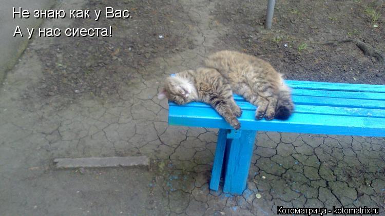 Не знаю как у Вас. А у нас сиеста!... Котоматрица: Не знаю как у Вас. А у нас сиеста!