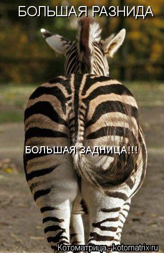 Котоматрица: БОЛЬШАЯ РАЗНИДА БОЛЬШАЯ ЗАДНИЦА!!!
