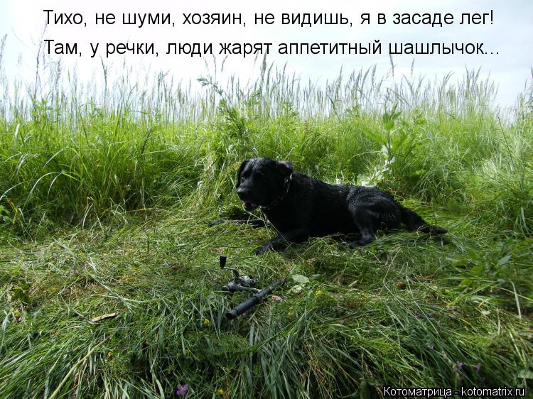 Тихо, не шуми, хозяин, не видишь, я в засаде лег! Там, у речки, люди жарят аппетитный шашлычок...... Котоматрица: Тихо, не шуми, хозяин, не видишь, я в засаде лег! Там, у речки, люди жарят аппетитный шашлычок...