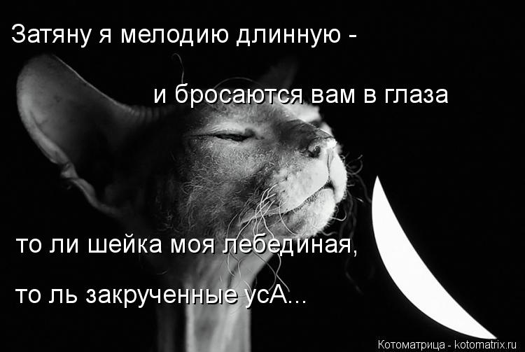 Котоматрица: то ль закрученные усА... то ли шейка моя лебединая,  и бросаются вам в глаза Затяну я мелодию длинную -