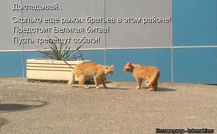 Докладывай.. Сколько еще рыжих братьев в этом районе! Предстоит Великая битва! Пусть трепещут собаки!... Котоматрица: Докладывай.. Сколько еще рыжих братьев в этом районе! Предстоит Великая битва! Пусть трепещут собаки!