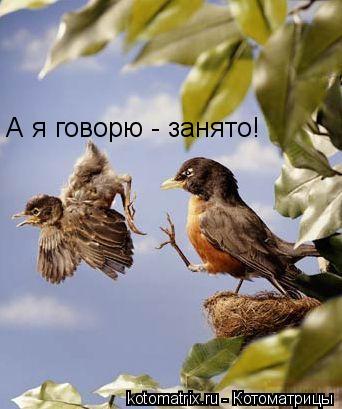 А я говорю - занято!... Котоматрица: А я говорю - занято!