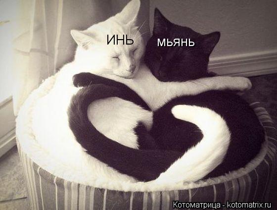 ИНЬ мьянь... Котоматрица: ИНЬ мьянь