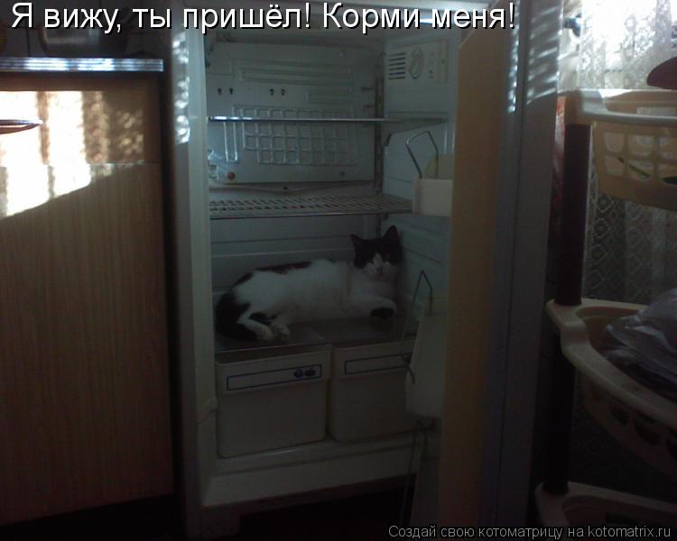 Я вижу, ты пришёл! Корми меня!... Котоматрица: Я вижу, ты пришёл! Корми меня!