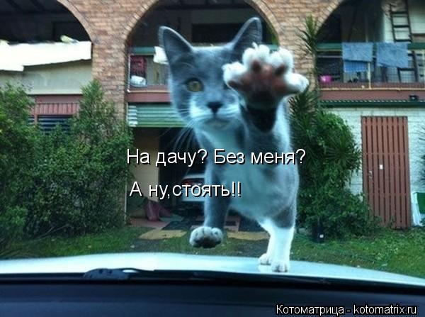 На дачу? Без меня? А ну,стоять!!... Котоматрица: На дачу? Без меня? А ну,стоять!!