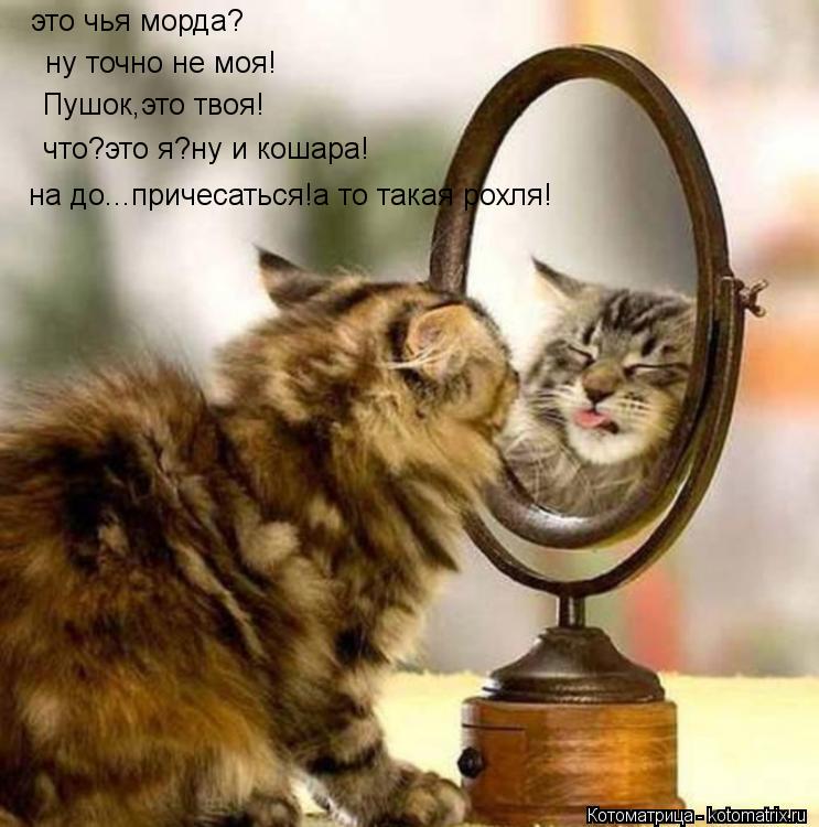 Котоматрица: это чья морда? ну точно не моя! Пушок,это твоя! что?это я?ну и кошара! на до...причесаться!а то такая рохля!