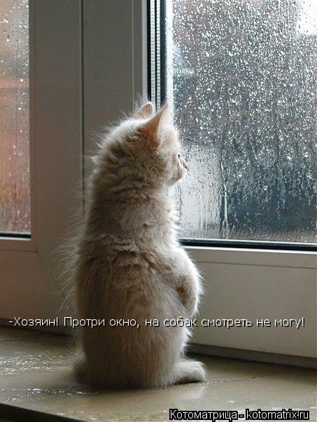 -Хозяин! Протри окно, на собак смотреть не могу!... Котоматрица: -Хозяин! Протри окно, на собак смотреть не могу!