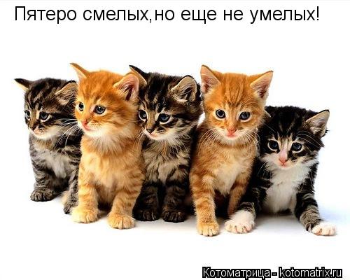 Пятеро смелых,но еще не умелых!... Котоматрица: Пятеро смелых,но еще не умелых!