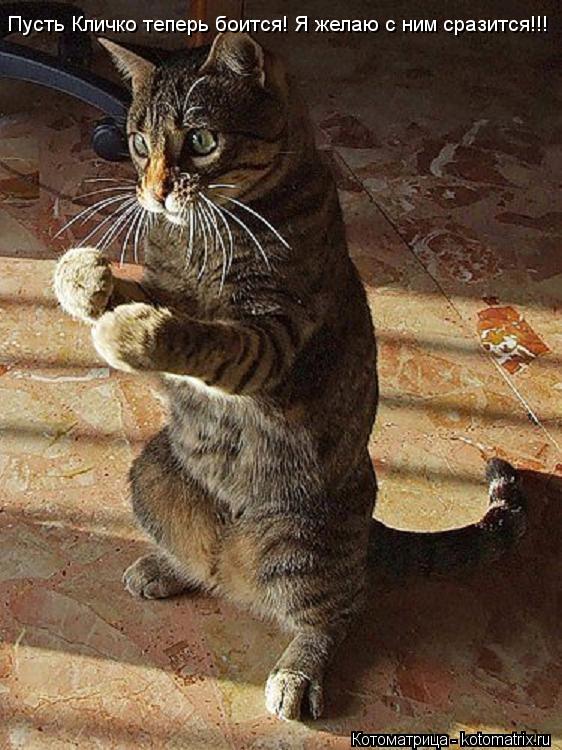 Пусть Кличко теперь боится! Я желаю с ним сразится!!!... Котоматрица: Пусть Кличко теперь боится! Я желаю с ним сразится!!!