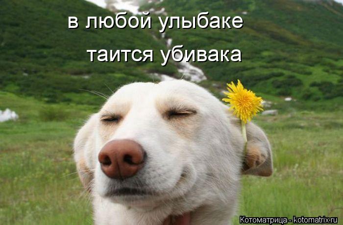 Котоматрица: в любой улыбаке таится убивака