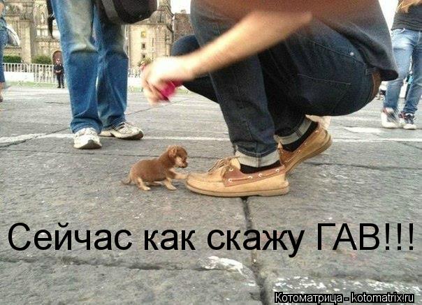 Сейчас как скажу ГАВ!!!... Котоматрица: Сейчас как скажу ГАВ!!!