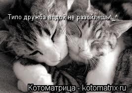 Типо дружба водой не разойлешь^_^... Котоматрица: Типо дружба водой не разойлешь^_^