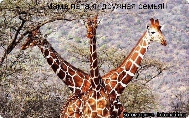Мама,папа,я -дружная семья!!... Котоматрица: Мама,папа,я -дружная семья!!