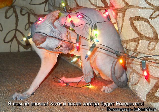 Я вам не елочка! Хоть и после завтра будет Рождество!... Котоматрица: Я вам не елочка! Хоть и после завтра будет Рождество!