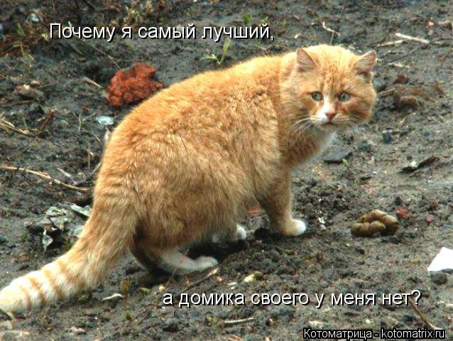 Котоматрица: Почему я самый лучший, а домика своего у меня нет?