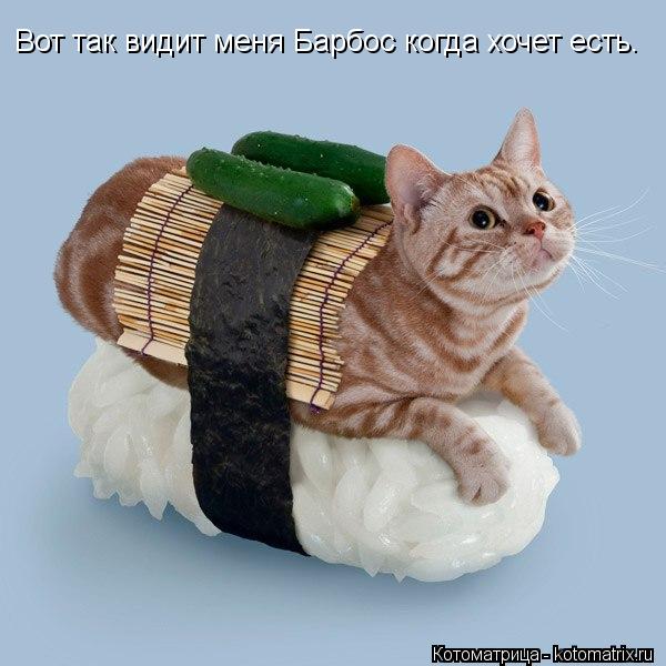 Вот так видит меня Барбос когда хочет есть.... Котоматрица: Вот так видит меня Барбос когда хочет есть.