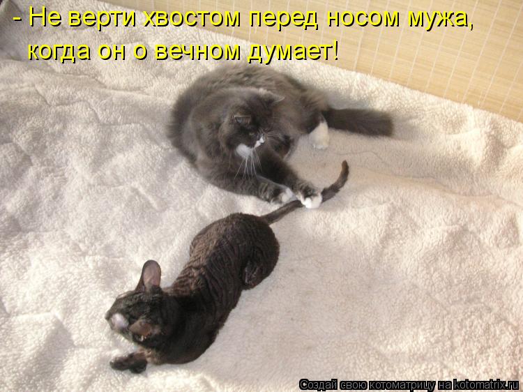 - Не верти хвостом перед носом мужа, когда он о вечном думает!... Котоматрица: - Не верти хвостом перед носом мужа, когда он о вечном думает!