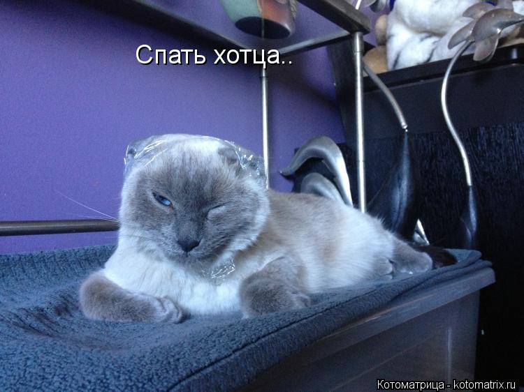 Спать хотца..... Котоматрица: Спать хотца..