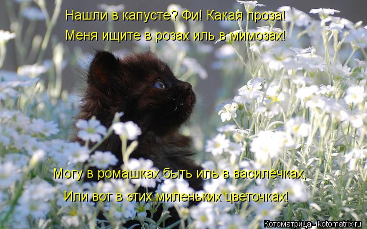 Нашли в капусте? Фи! Какая проза! Меня ищите в розах иль в мимозах! Могу в ромашках быть иль в василё... Котоматрица: Нашли в капусте? Фи! Какая проза! Меня ищите в розах иль в мимозах! Могу в ромашках быть иль в василёчках, Или вот в этих миленьких цветочках!