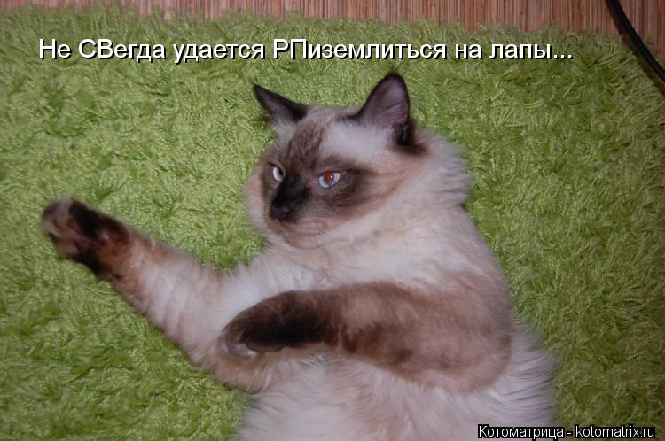 Не СВегда удается РПиземлиться на лапы...... Котоматрица: Не СВегда удается РПиземлиться на лапы...