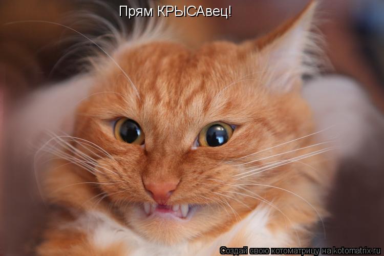 Прям КРЫСАвец!... Котоматрица: Прям КРЫСАвец!