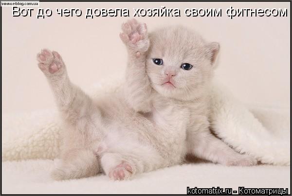 Вот до чего довела хозяйка своим фитнесом... Котоматрица: Вот до чего довела хозяйка своим фитнесом