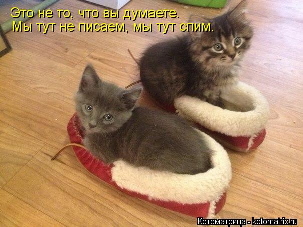 Котоматрица: Это не то, что вы думаете.  Мы тут не писаем, мы тут спим.