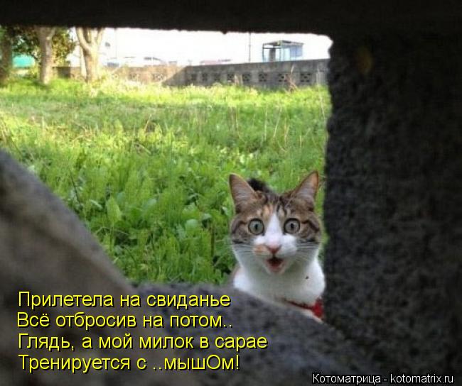 Котоматрица: Прилетела на свиданье Всё отбросив на потом.. Глядь, а мой милок в сарае Тренируется с ..мышОм!