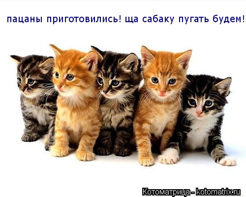 пацаны приготовились! ща сабаку пугать будем!... Котоматрица: пацаны приготовились! ща сабаку пугать будем!
