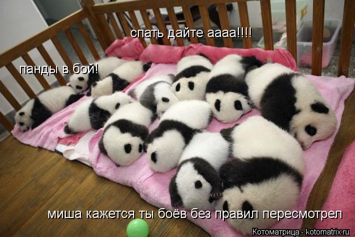 Котоматрица: панды в бой! миша кажется ты боёв без правил пересмотрел спать дайте аааа!!!!