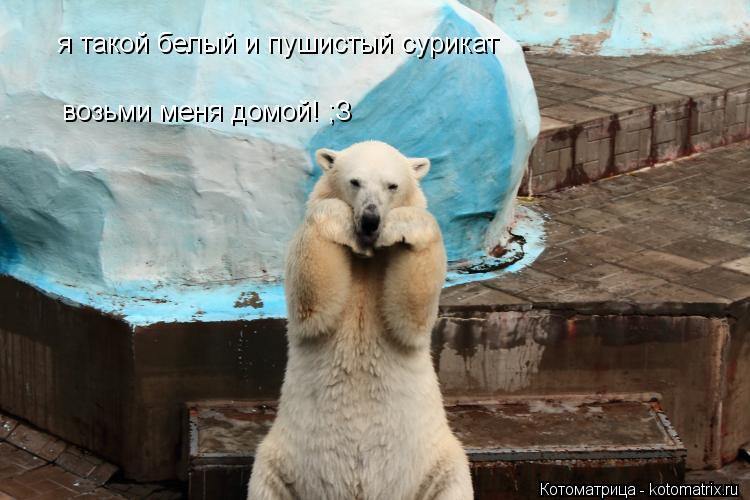 Котоматрица: я такой белый и пушистый сурикат возьми меня домой! ;З