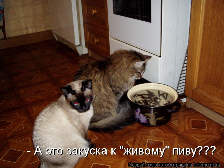 - А это закуска к "живому" пиву???... Котоматрица: - А это закуска к "живому" пиву???