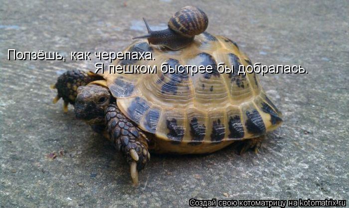 Ползёшь, как черепаха. Я пешком быстрее бы добралась.... Котоматрица: Ползёшь, как черепаха. Я пешком быстрее бы добралась.