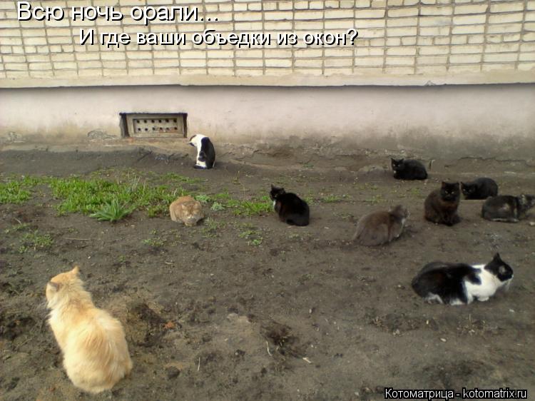 Всю ночь орали... И где ваши объедки из окон?... Котоматрица: Всю ночь орали... И где ваши объедки из окон?