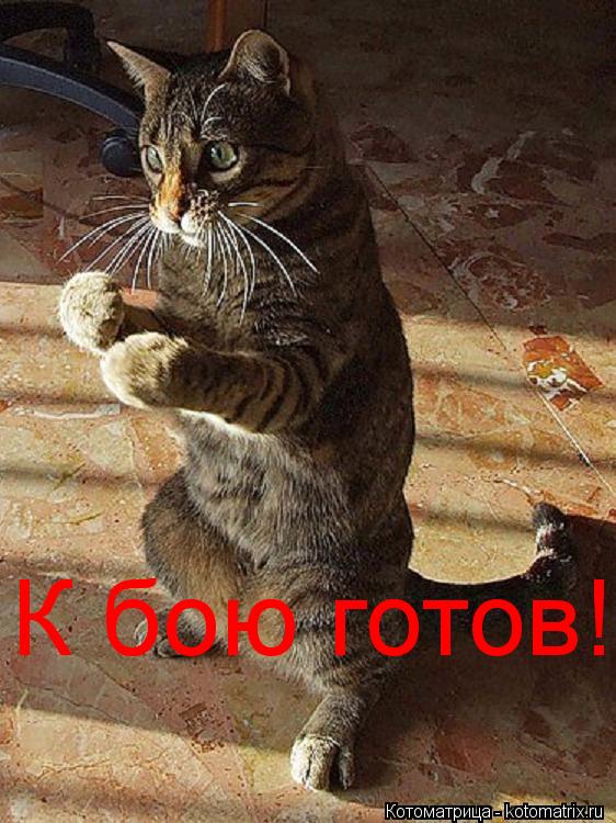 К бою готов!... Котоматрица: К бою готов!