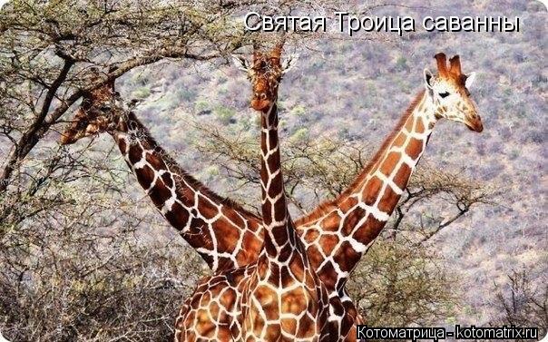 Святая Троица саванны... Котоматрица: Святая Троица саванны