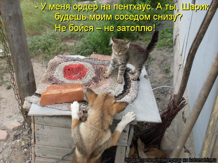 - У меня ордер на пентхаус. А ты, Шарик, будешь моим соседом снизу? Не бойся – не затоплю!... Котоматрица: - У меня ордер на пентхаус. А ты, Шарик, будешь моим соседом снизу? Не бойся – не затоплю!