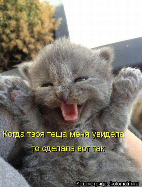 Котоматрица: Когда твоя теща меня увидела то сделала вот так