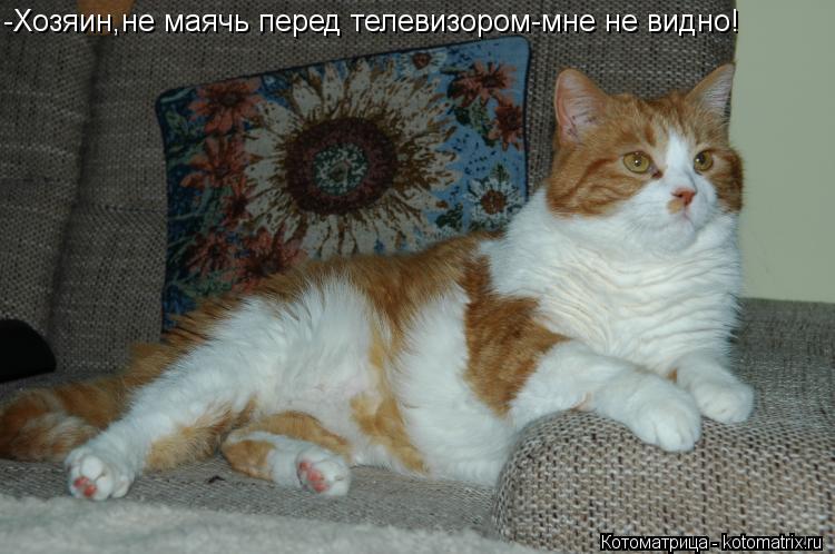 -Хозяин,не маячь перед телевизором-мне не видно!... Котоматрица: -Хозяин,не маячь перед телевизором-мне не видно!