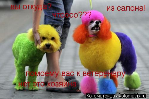 Котоматрица: вы откуда? из салона! помоему вас к ветеренару нет это хозяина чтоооо???