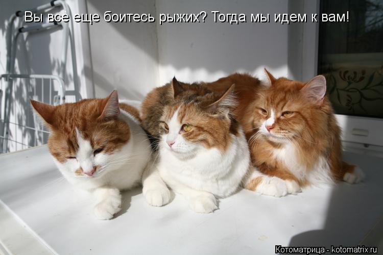 Вы все еще боитесь рыжих? Тогда мы идем к вам!... Котоматрица: Вы все еще боитесь рыжих? Тогда мы идем к вам!