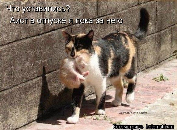 Что уставились? Аист в отпуске я пока за него... Котоматрица: Что уставились? Аист в отпуске я пока за него