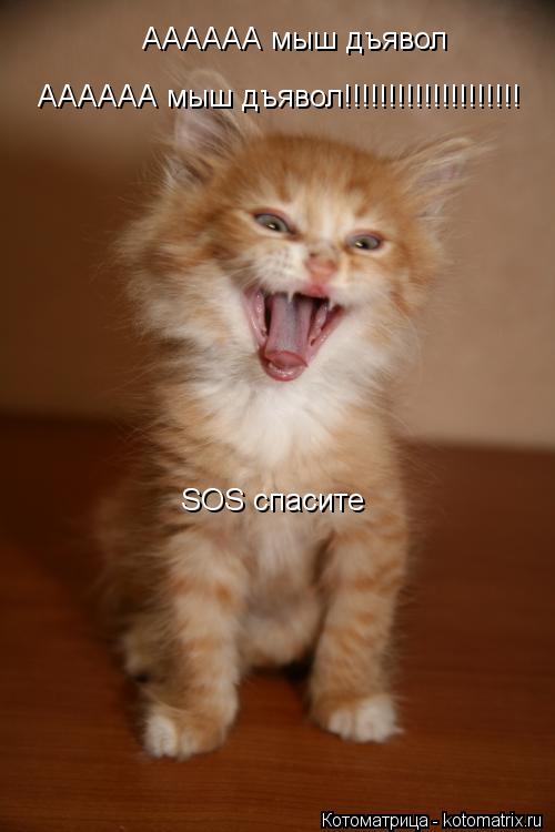 Котоматрица: АААААА мыш дъявол АААААА мыш дъявол!!!!!!!!!!!!!!!!!!!! SOS спасите